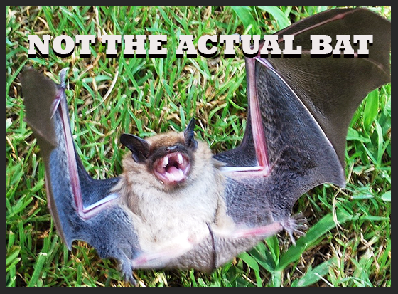 Rabid bat