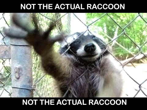 Picture of a Rabid Trash Panda