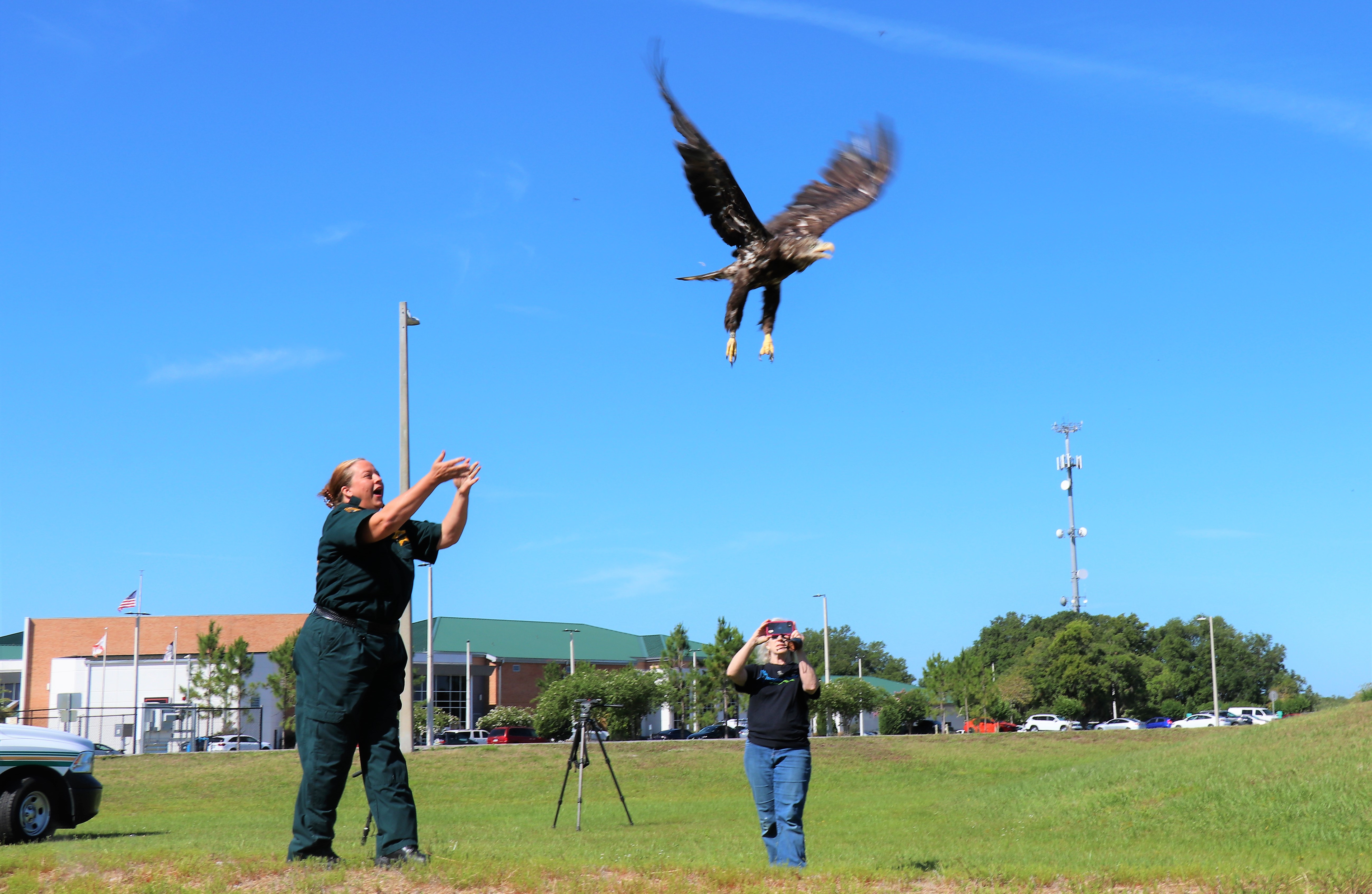 Eagle taking flight