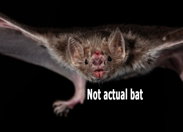 Rabid bat
